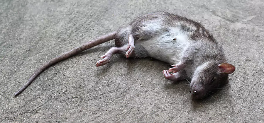 Dead Rat Disposal in Wilsonville