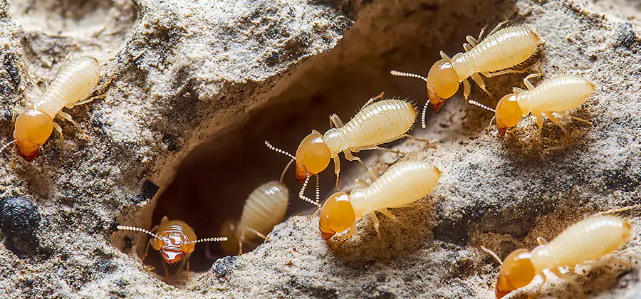 Termite Exterminator Services in Wilsonville