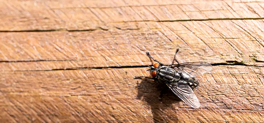 Flying Ant Barrier Treatment in Wilsonville