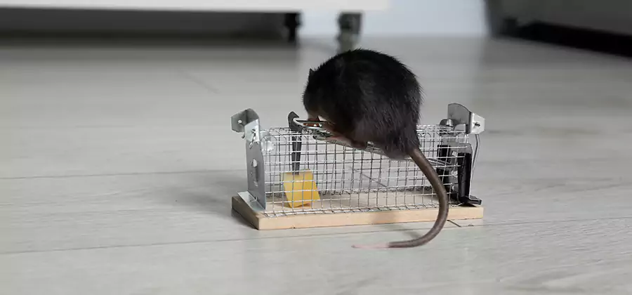 Mice in Attic Removal Wilsonville