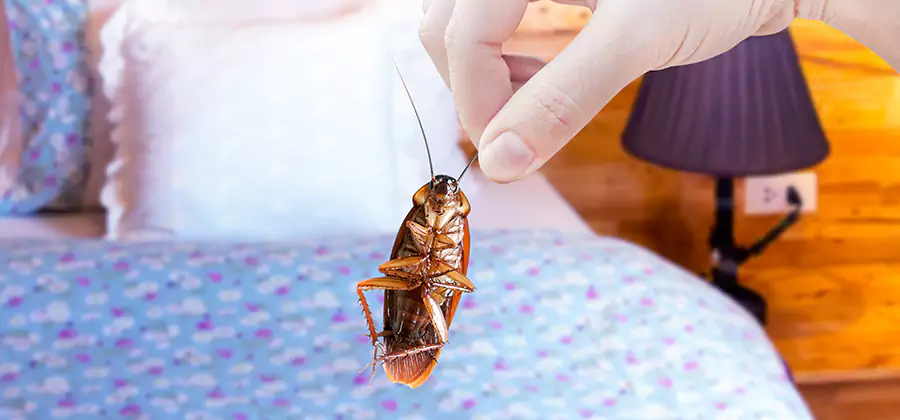 Fast Roach Elimination in Wilsonville