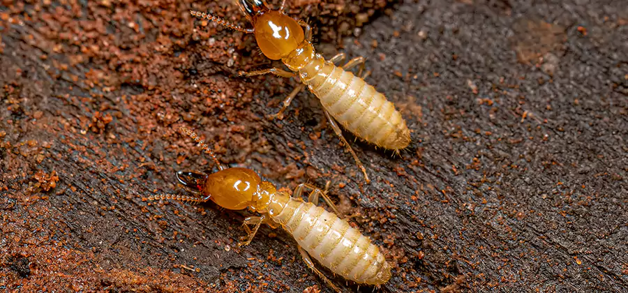 Structural Heat Termite Treatment in Wilsonville