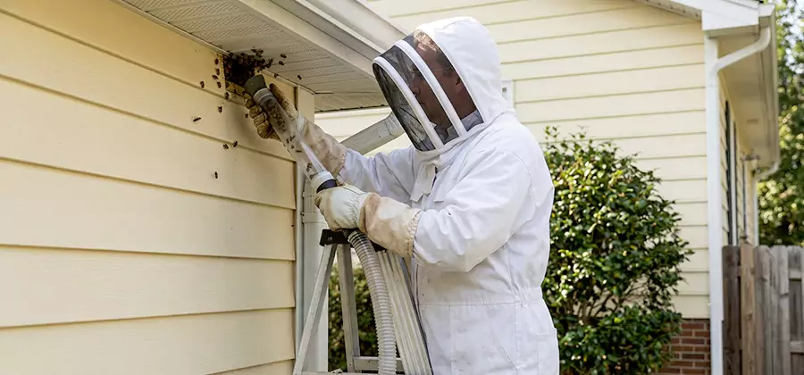 Wasp Nest in Wall Removal in Wilsonville