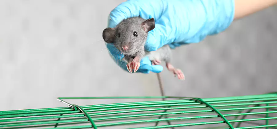 Humane Rat Trapping in Wilsonville