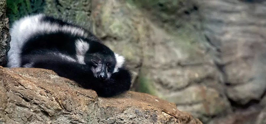 Humane Skunk Removal in Wilsonville