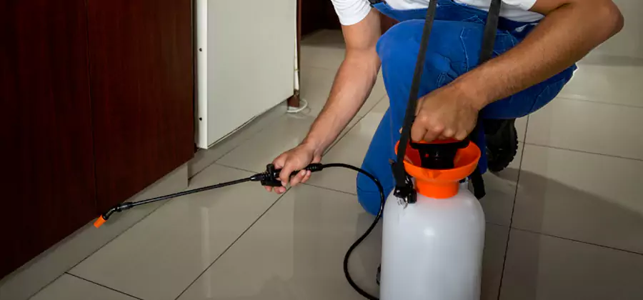 Indoor Insect Killer Solutions in Wilsonville
