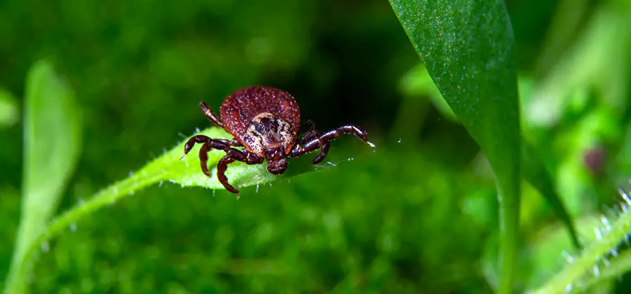 Tick Prevention for Yard in Wilsonville
