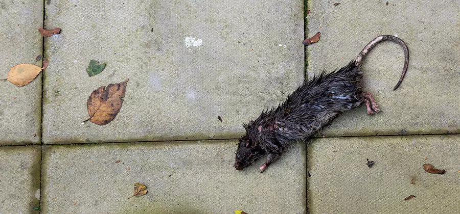 Mice in the Attic Removal in Wilsonville
