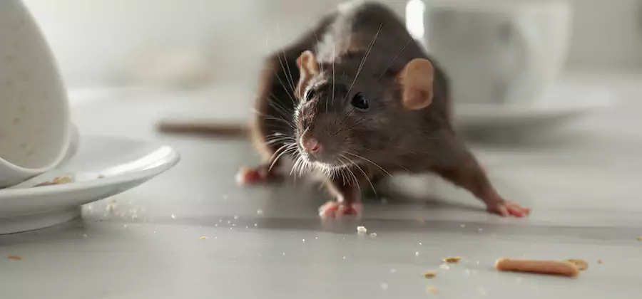Rodent Feces Removal in Wilsonville