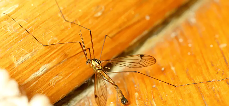 Exterior Mosquito Control in Wilsonville