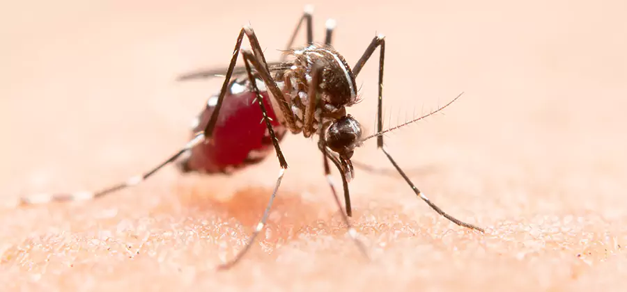 Indoor Mosquito Killer and Interior Control in Wilsonville