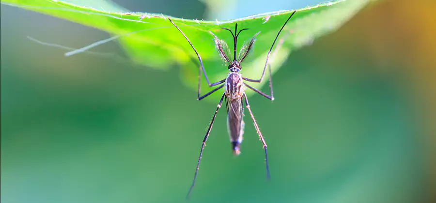 Pest and Mosquito Control for Yard and Patio in Wilsonville