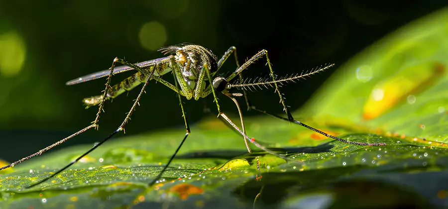 Tick and Mosquito Spray in Wilsonville