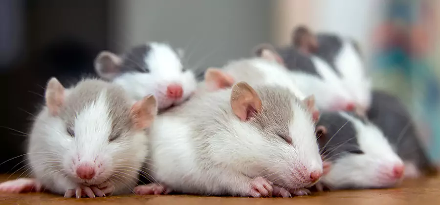 Wilsonville Pet Safe Mice Control