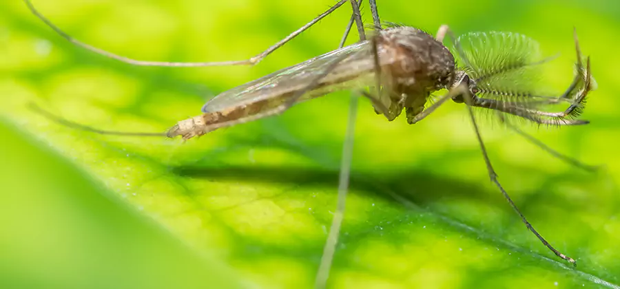 Herbal Mosquito Repellent Treatment in Wilsonville