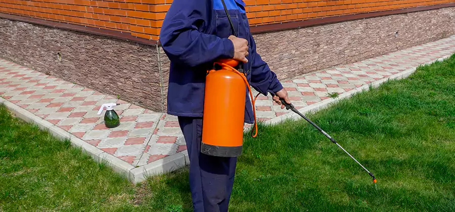 Non Toxic Termite Treatment in Wilsonville