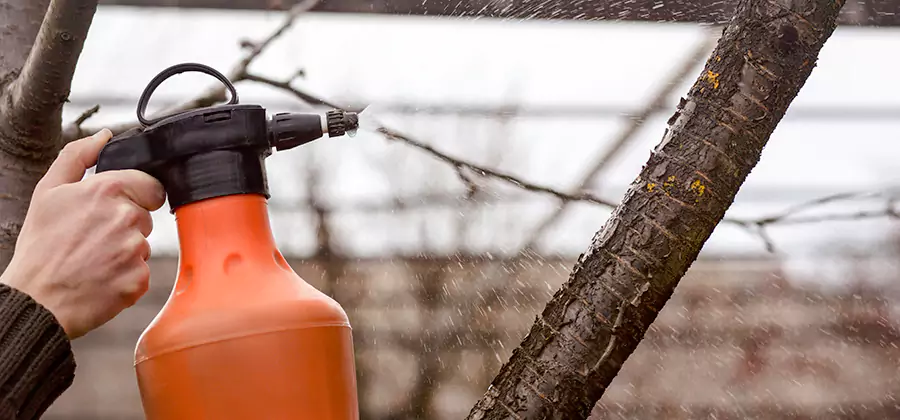 Orange Oil Structural Cavity Treatment in Wilsonville