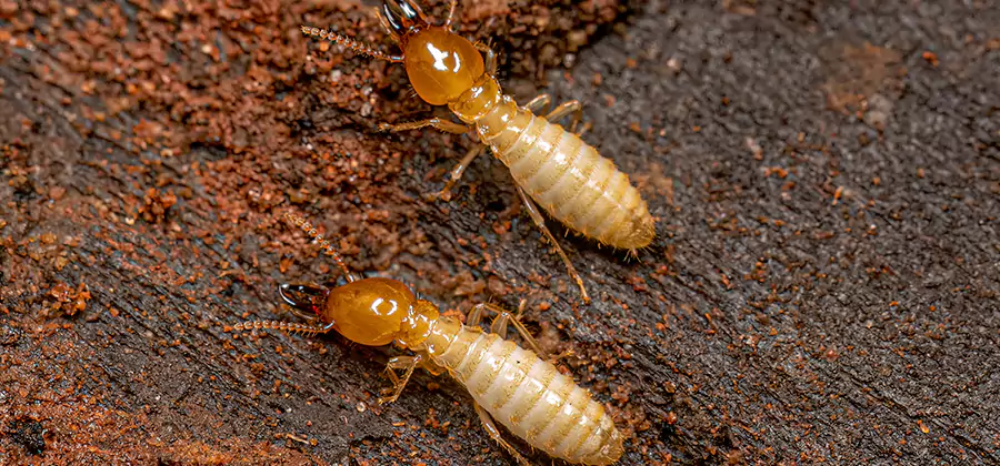 Natural Ant Hill Killer Treatment in Wilsonville