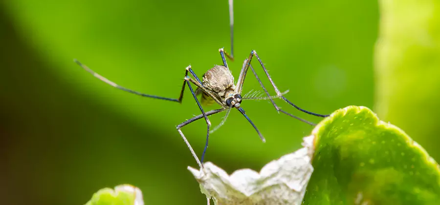 Natural Outdoor Mosquito Repellent in Wilsonville
