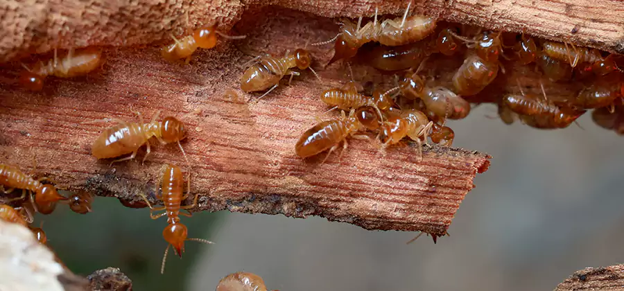 Termite Pest Management in Wilsonville