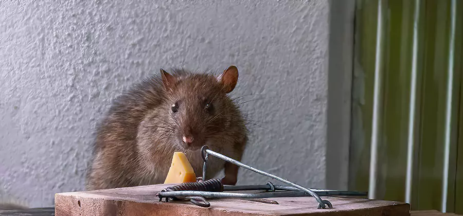 Rat Fumigation Extermination Service in Wilsonville