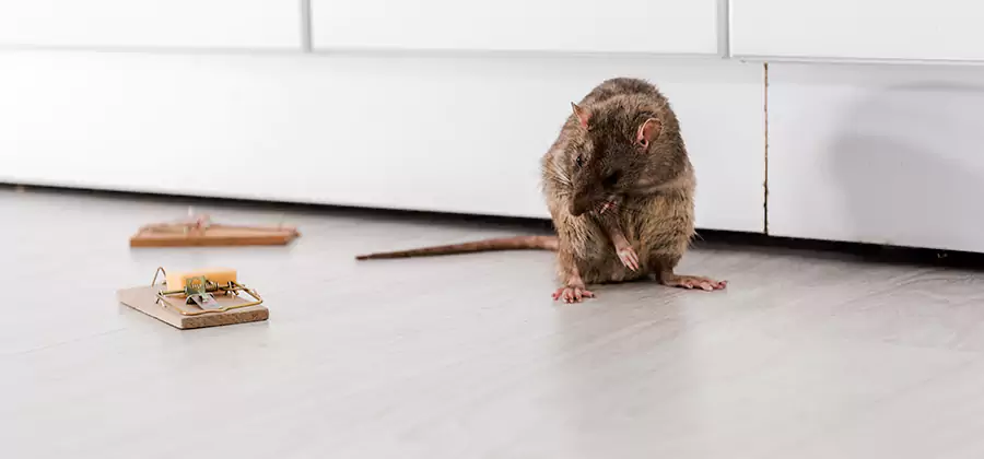 Rat Baiting Removal Service in Wilsonville