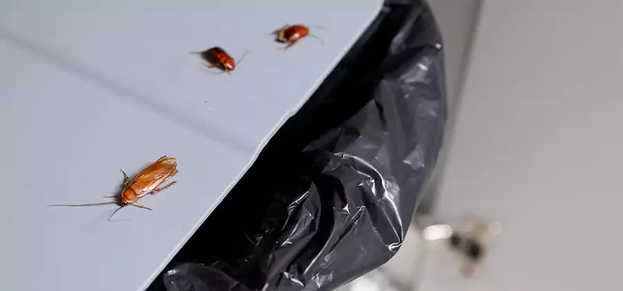 German Roach Pest Control in Wilsonville