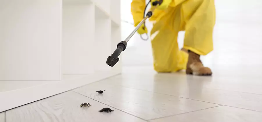 Roach and Bed Bug Exterminator in Wilsonville