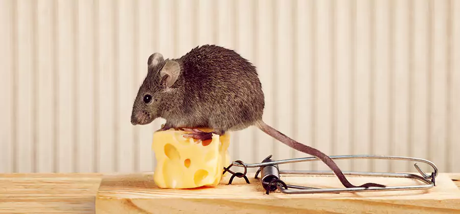 Commercial Rodent Exclusion Services in Wilsonville