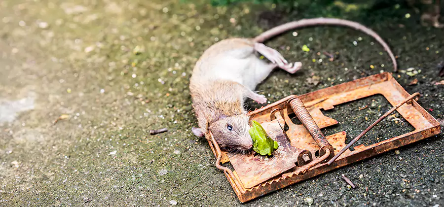 Rat Trapping in Wilsonville