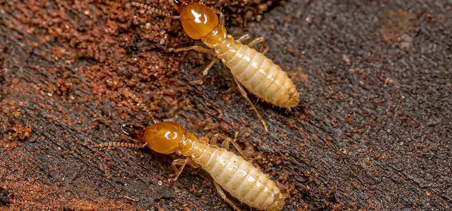 Sentricon Residential Termite Control in Wilsonville