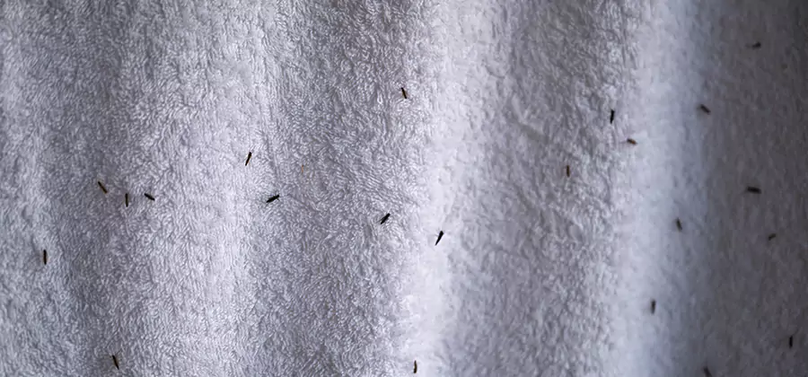 Small Black Ants in Bathroom Treatment in Wilsonville