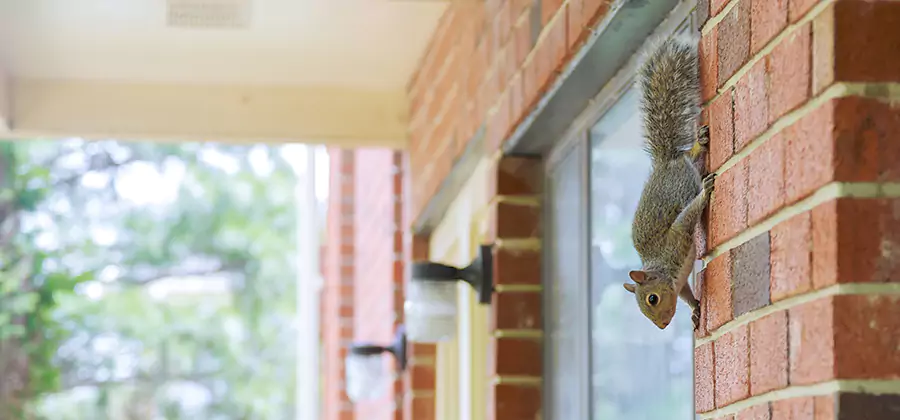 Squirrel Inside Walls Removal in Wilsonville