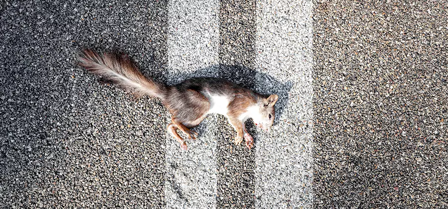 Dead Squirrel Removal in Wilsonville