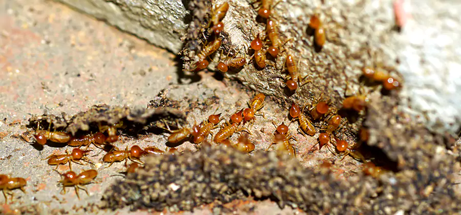 Wood Treatment and Localized Termite Solutions in Wilsonville