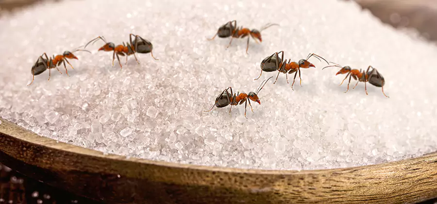 Indoor Sugar Ant Treatment in Wilsonville