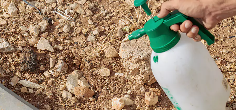 Heat Treatment Termite Cost in Wilsonville