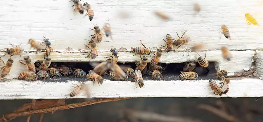 Residential Termite Fumigation in Wilsonville