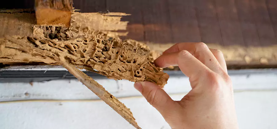 Pre-Purchase Termite Inspection in Wilsonville