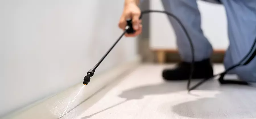 Direct Termite Injection Treatment in Wilsonville