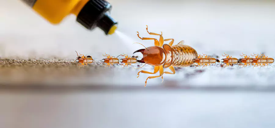 Foundation Termite Spraying Control in Wilsonville