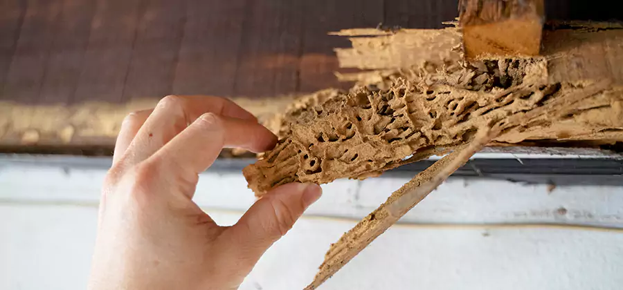 Pre-Construction Termite Treatment in Wilsonville