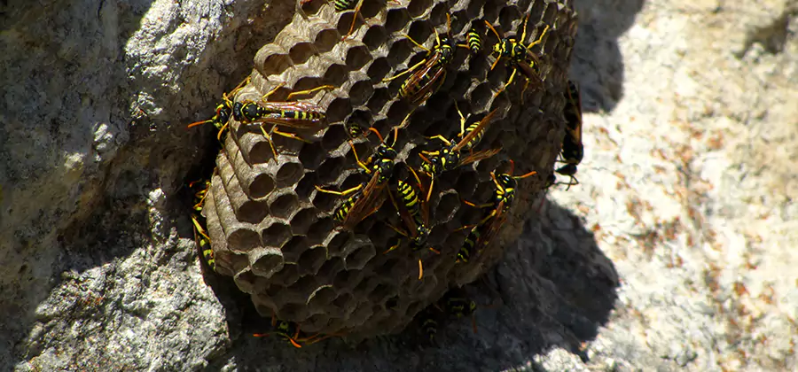 Wasp Nest in Tree Removal Wilsonville