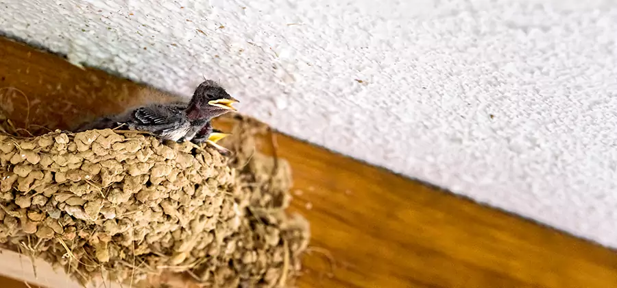 Bird Removal From House in Wilsonville