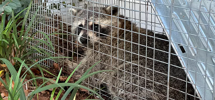 Wildlife Relocation Services in Wilsonville