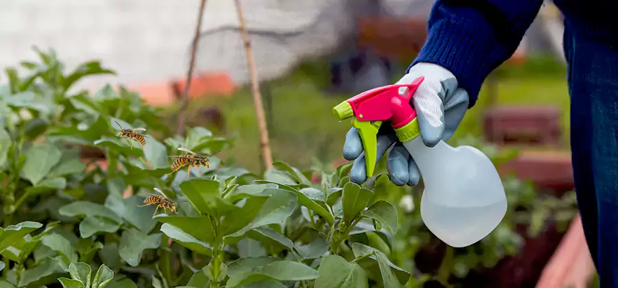 Yellow Jacket Pest Removal for Commercial Properties in Wilsonville