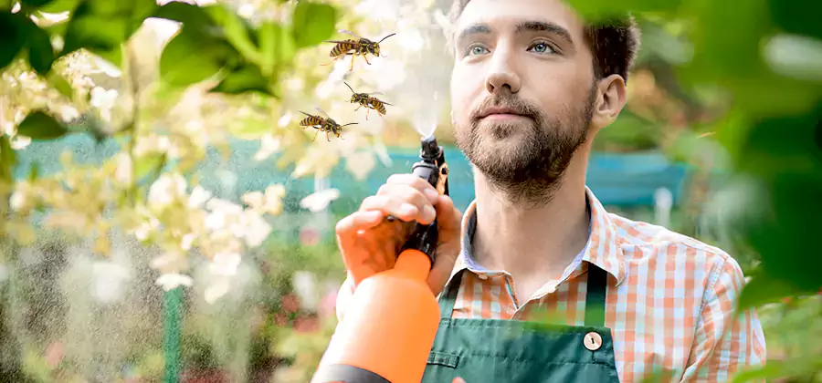 Yellow Jacket Wasp Removal in Wilsonville