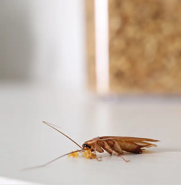 Why Wilsonville Pest Control Pro Stands Out in Wilsonville, OR?