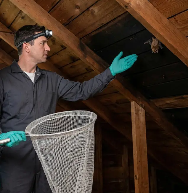 Why Wilsonville Pest Control Pro Is the Right Choice in Wilsonville, OR?