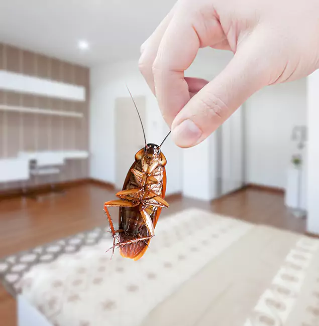 Why Wilsonville Pest Control Pro Stand Out for Bed Bug Fumigation in Wilsonville, OR?